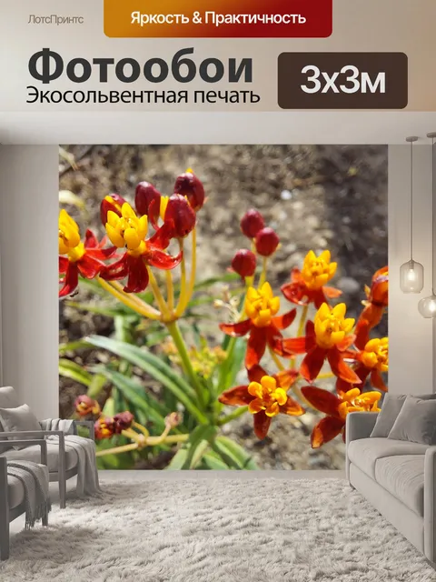 Фотообои Цветы растения молочая бабочка