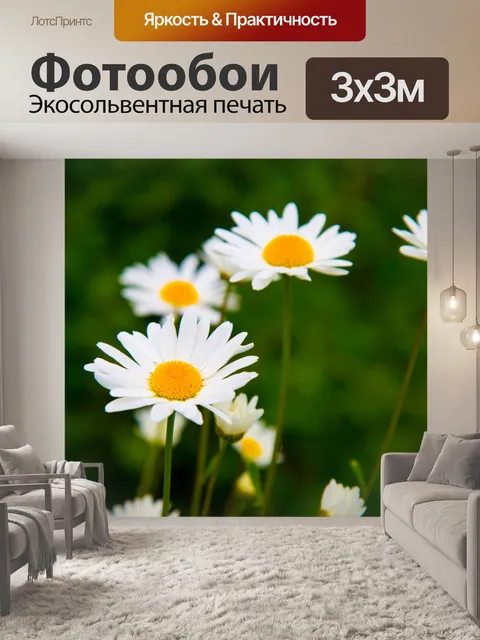 Фотообои Дейзи цветы