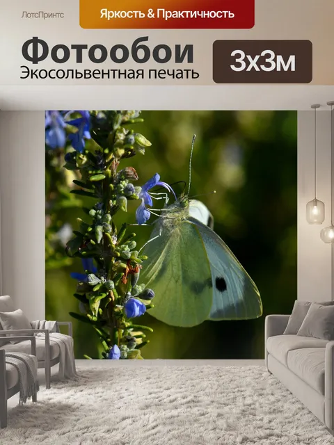 Фотообои Бабочка