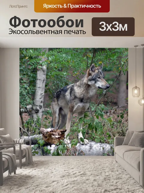 Фотообои Волк