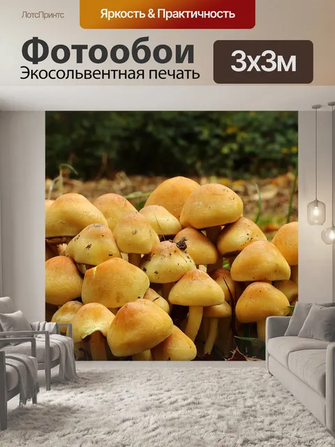 Фотообои Грибы