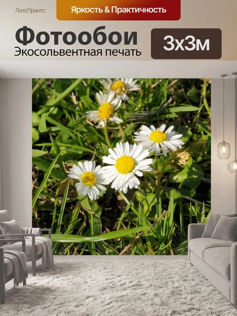 Фотообои Маргаритка