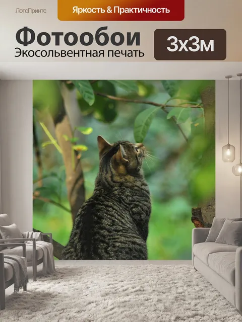 Фотообои Кошка