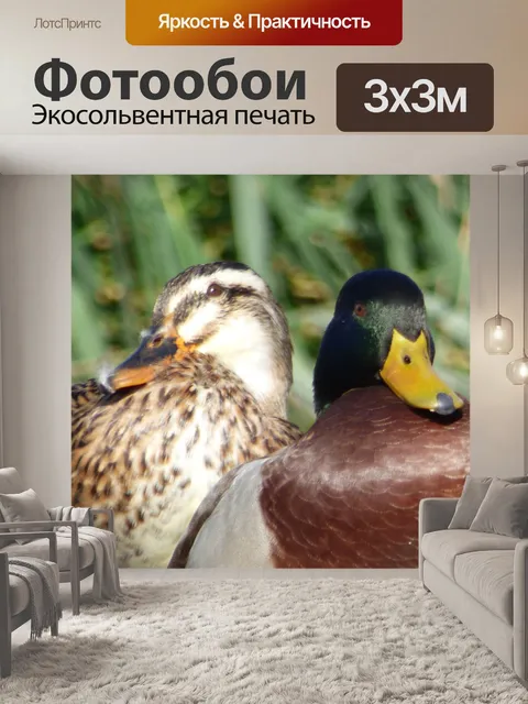 Фотообои Пара уток