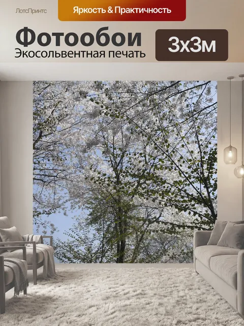 Фотообои Просмотр цветения сакуры