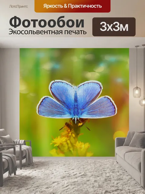 Фотообои Голубянка икар