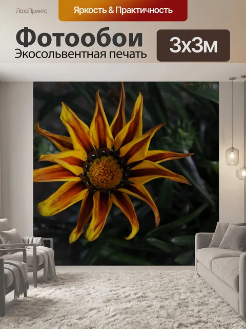 Фотообои Крупным планом Дейзи