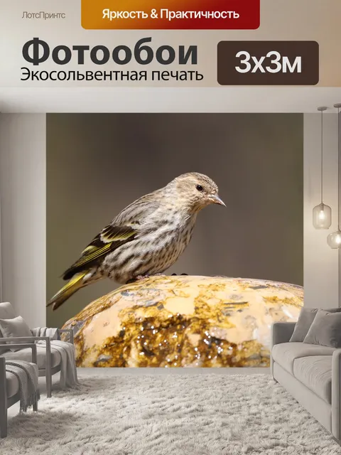 Фотообои Птица