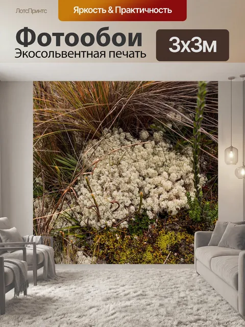 Фотообои Мох