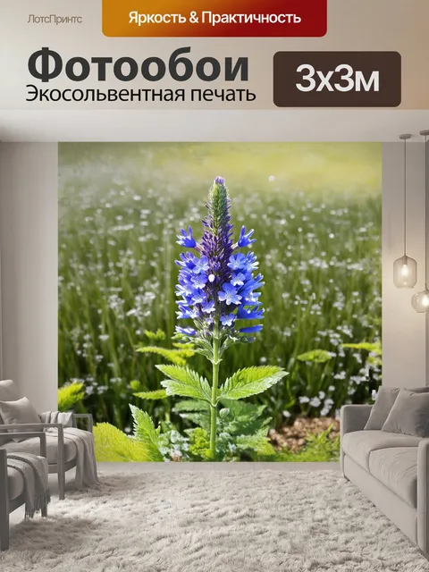 Фотообои перовския с синими цветами занимает центральное место на фоне старинного травяного поля, покрытого росой