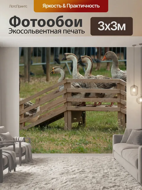 Фотообои Гуси