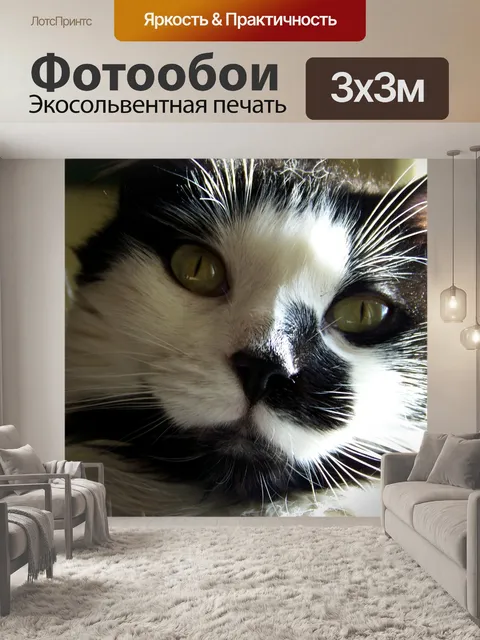 Фотообои Черный и белый кот