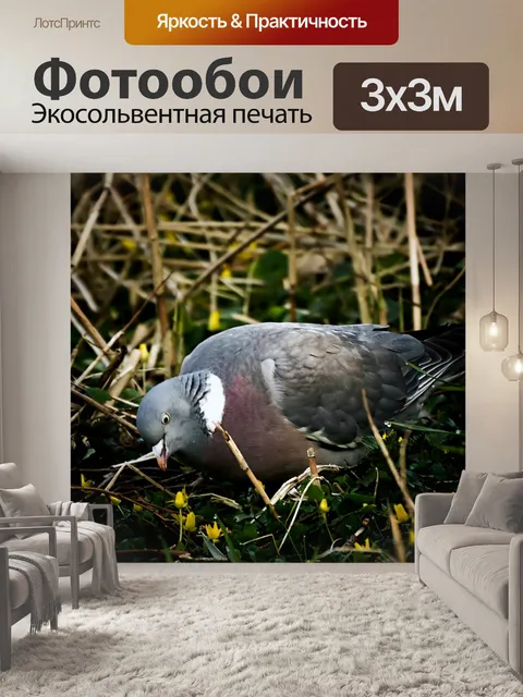 Фотообои Лесной голубь