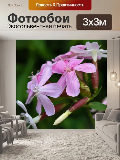 Фотообои розовый цветок мыльницы