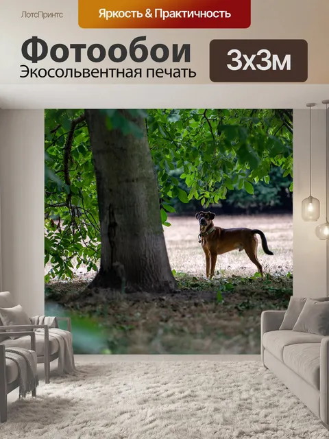 Фотообои Собака