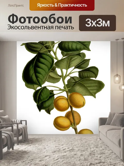 Фотообои Абрикос Фрукты Винтаж Искусство