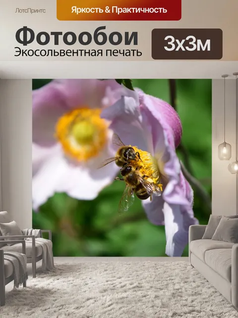 Фотообои Анемон
