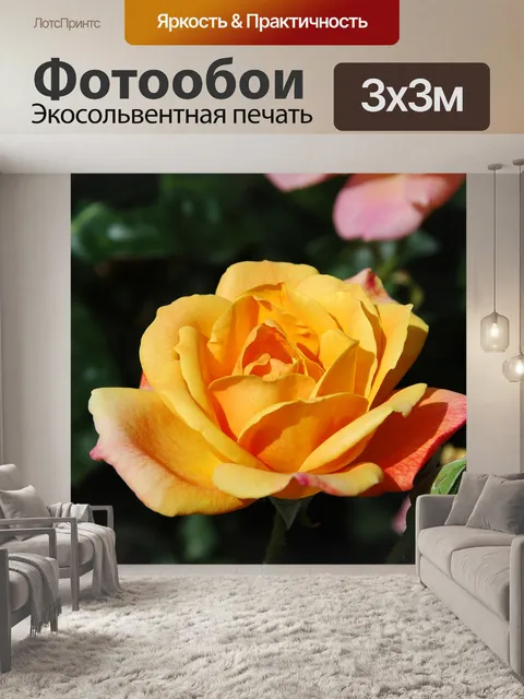 Фотообои Благородная роза
