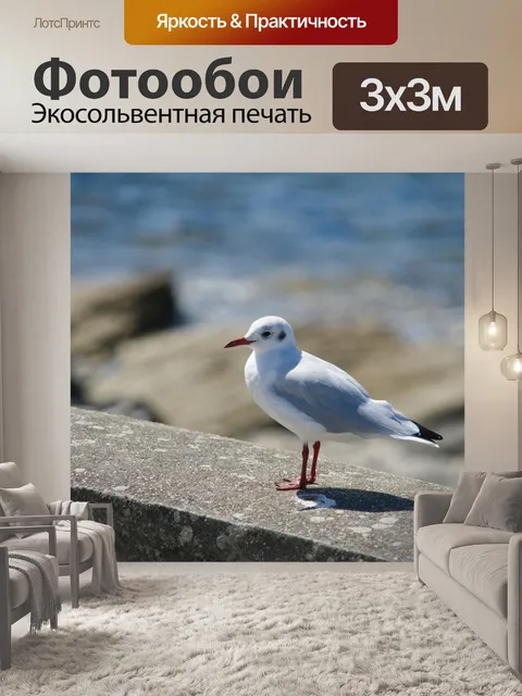 Фотообои Черноголовая чайка стоя