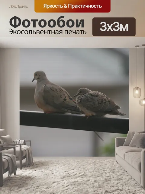 Фотообои Голуби на прохладным туманным morning
