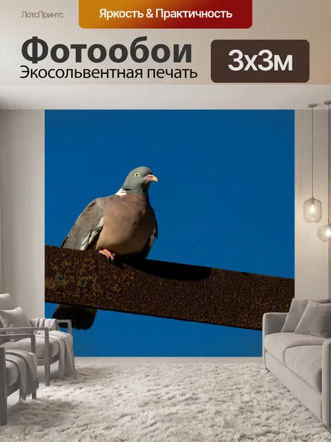 Фотообои Птица