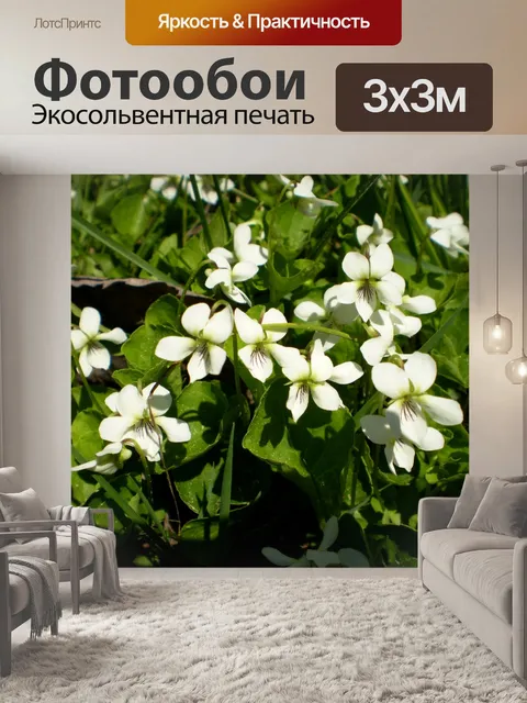 Фотообои Белый Цветок