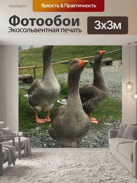 Фотообои Гуси