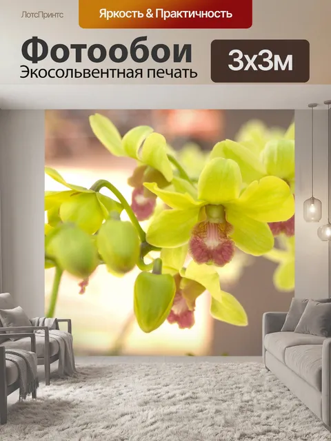 Фотообои Фото цветка орхидеи