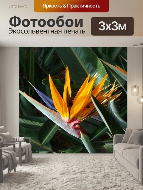 Фотообои Орхидея