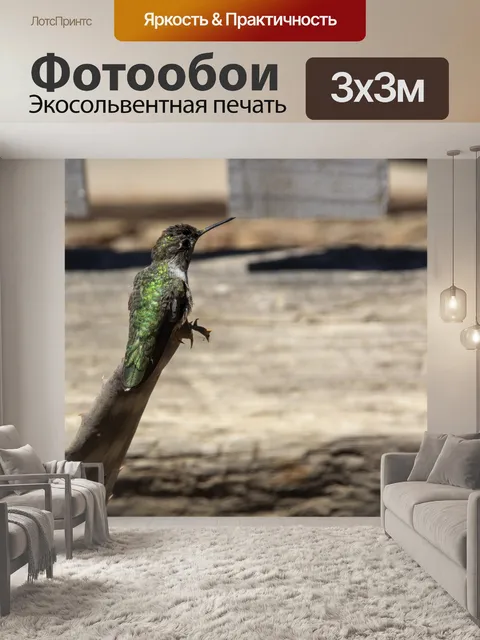 Фотообои колибри зеленого цвета