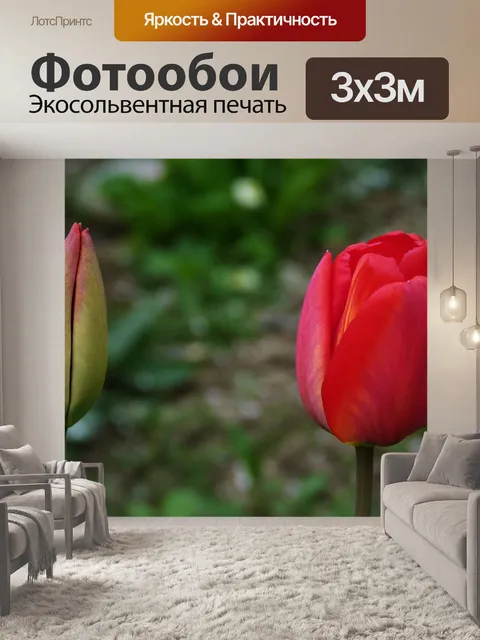 Фотообои Тюльпан