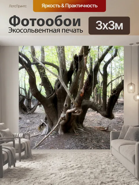 Фотообои Уникальные деревья