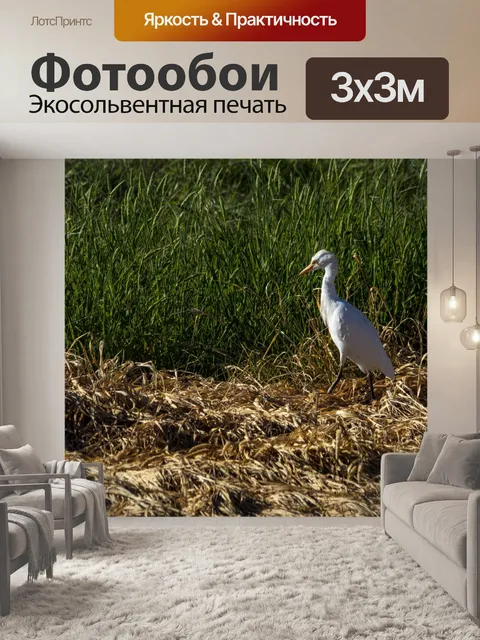 Фотообои Цапля