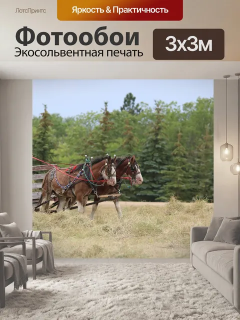 Фотообои Лошади