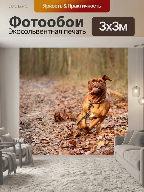 Фотообои Собака