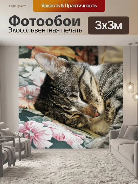 Фотообои Кошка