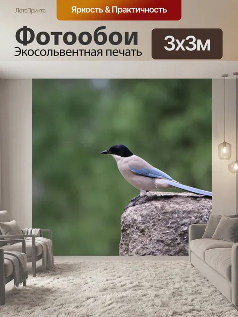Фотообои Сорока