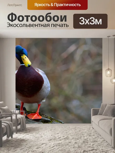 Фотообои Птица