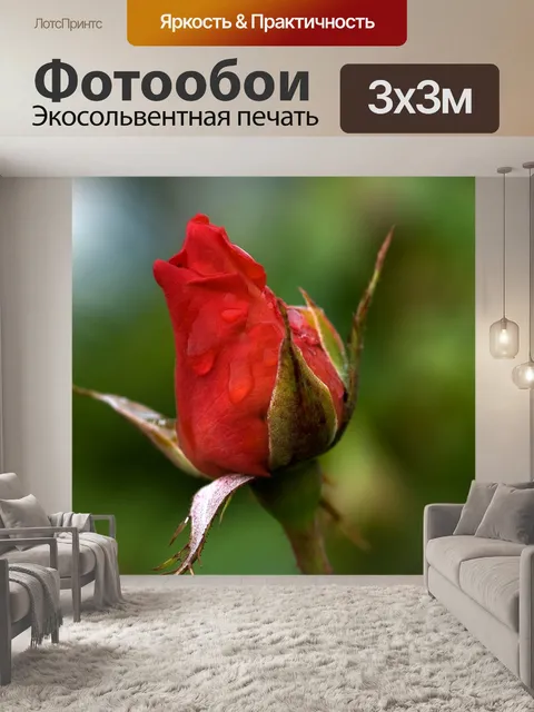 Фотообои Красная Роза Бад с росой