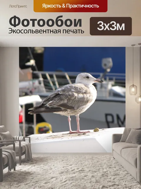Фотообои Чайка