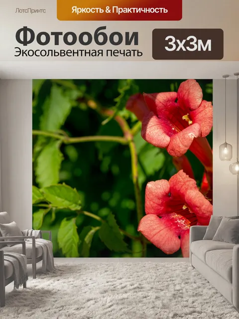 Фотообои Кампсис, лиана, красные цветы, бутоны