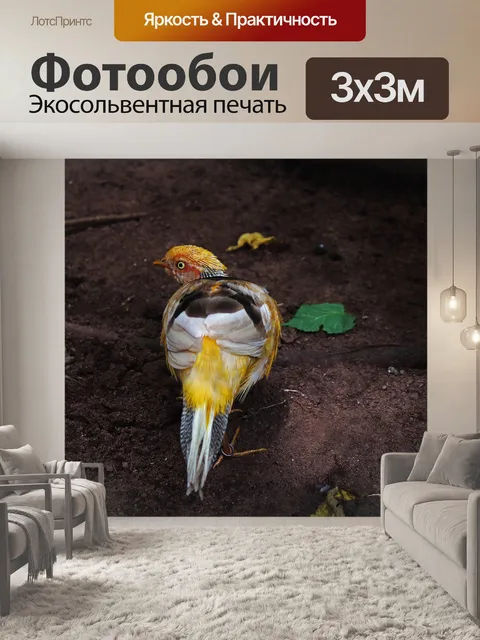 Фотообои золотой фазан сзади