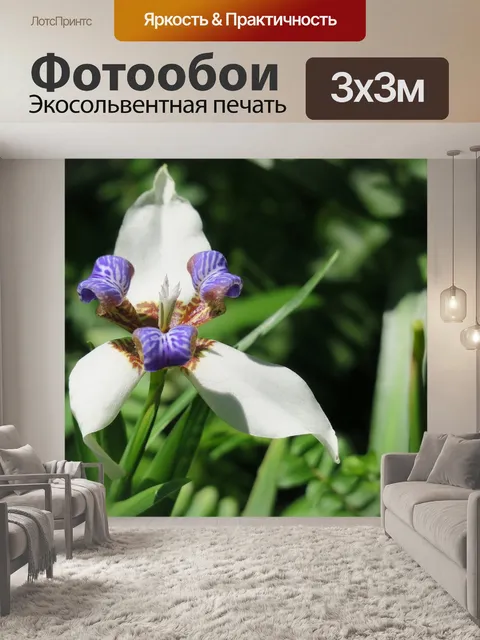 Фотообои Ирис