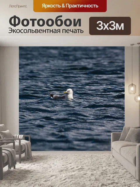 Фотообои Чайка