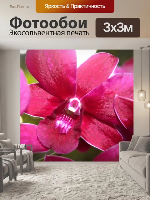 Фотообои Фото цветка орхидеи