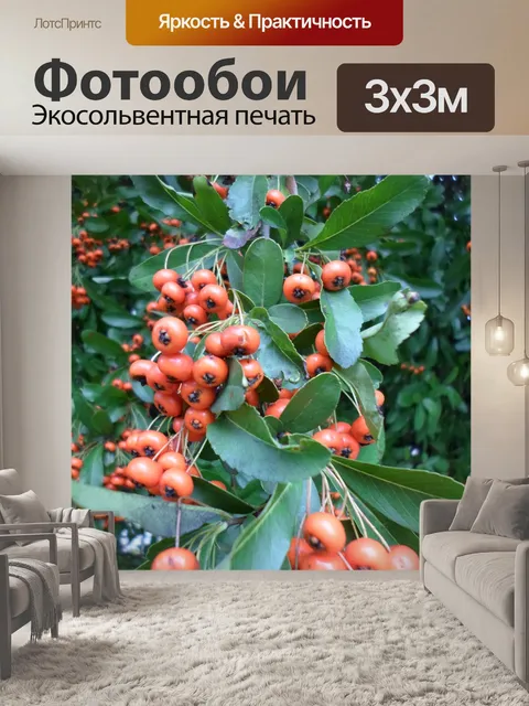 Фотообои Feuillage017 красные фрукты филиал