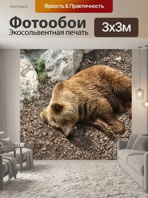 Фотообои Медведь