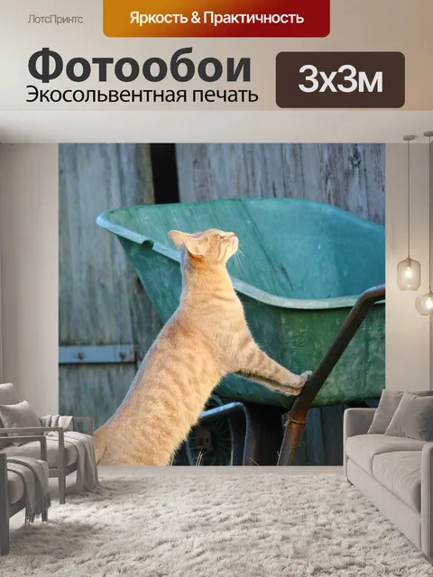 Фотообои Кот