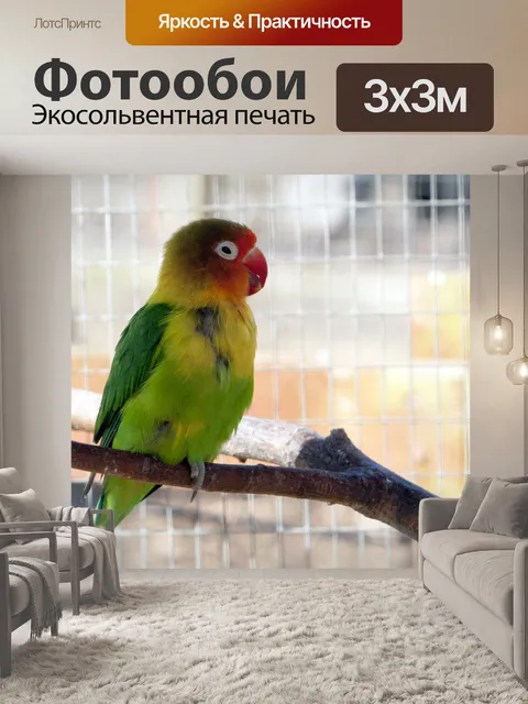 Фотообои Птица Попугай Красочные