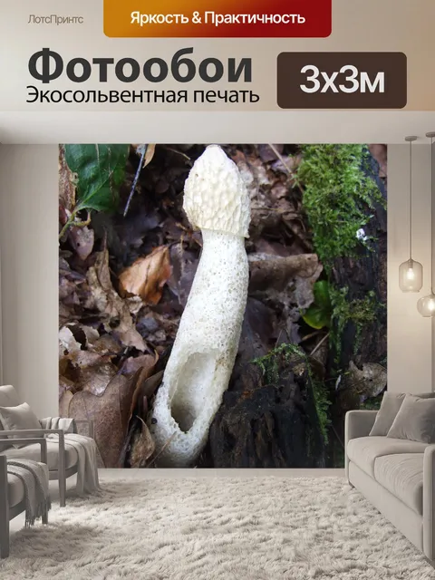 Фотообои Stinkhorn